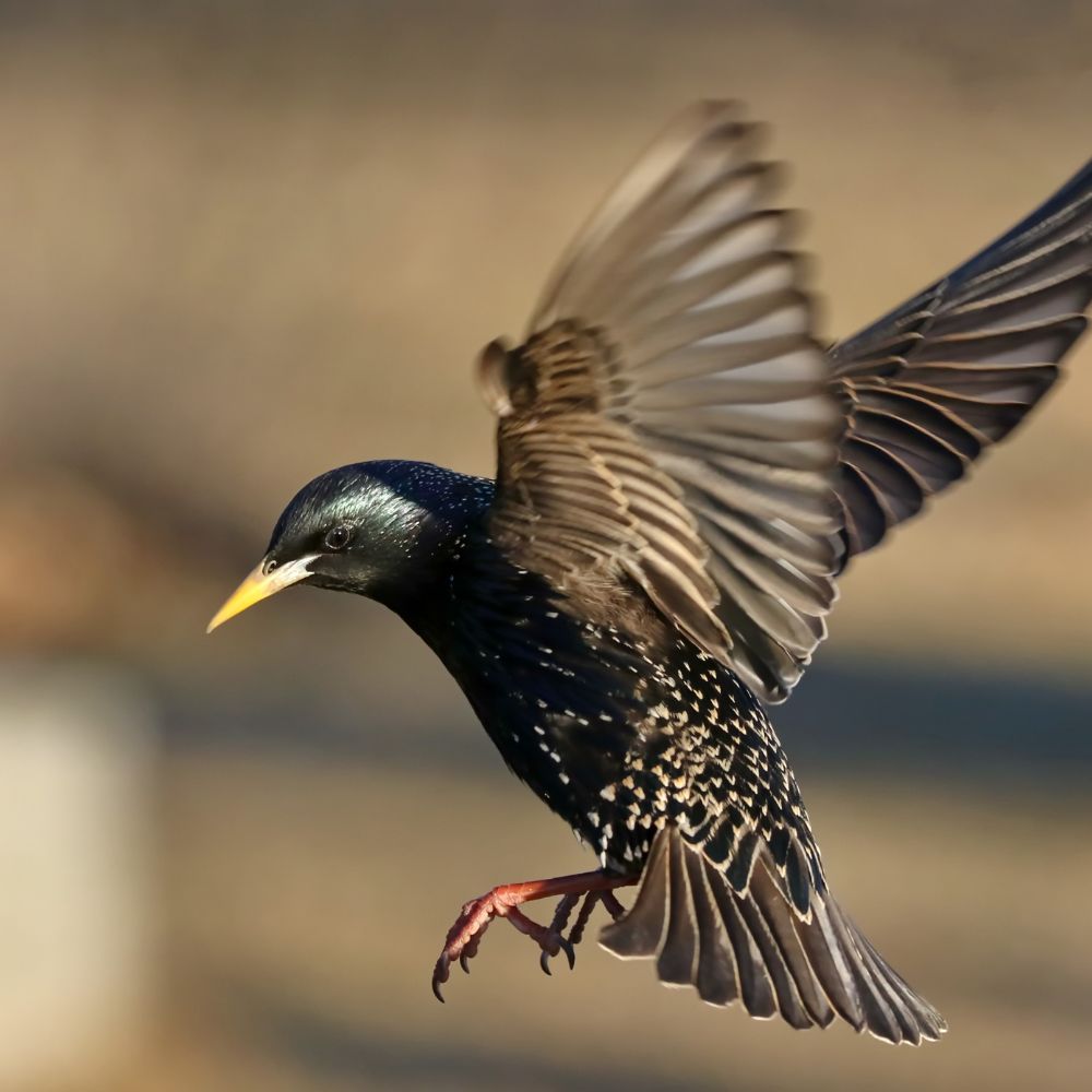 Starling